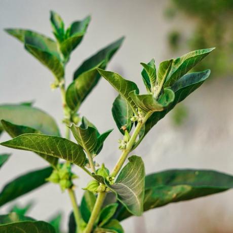 ashwagandha bylinky indického ženšenu, jedovatý egreš alebo zimná čerešňa ashwagandha výhody pre chudnutie a zdravotnú starostlivosť ranný výstrel