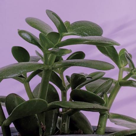 jadeitová rastlina na fialovom pozadí