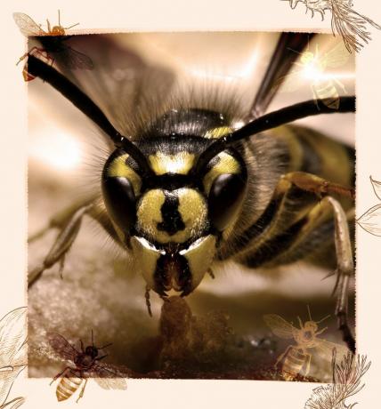 žltá bunda s vyobrazenými včelami okolo okraja