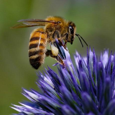 včela medonosná na bodliaku echinopovom