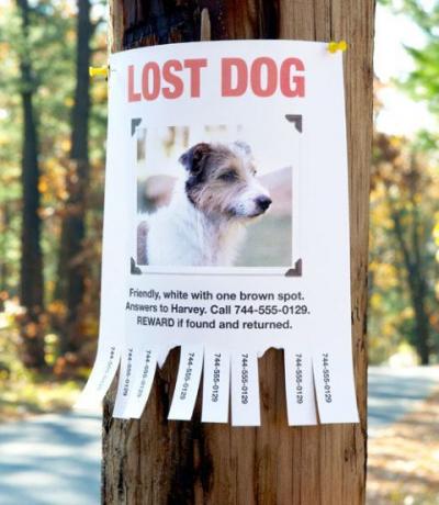 stratený pes znamenie