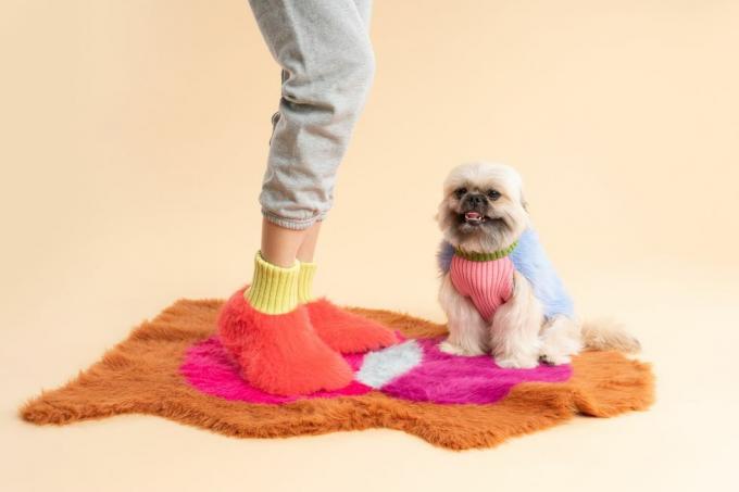 pes vo svetri a ružovej košeli