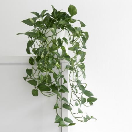 rastliny na čistenie vzduchu plazivá izbová rastlina epipremnum aurum, v bielom kvetináči, izolovaná pred bielou stenou na skrini